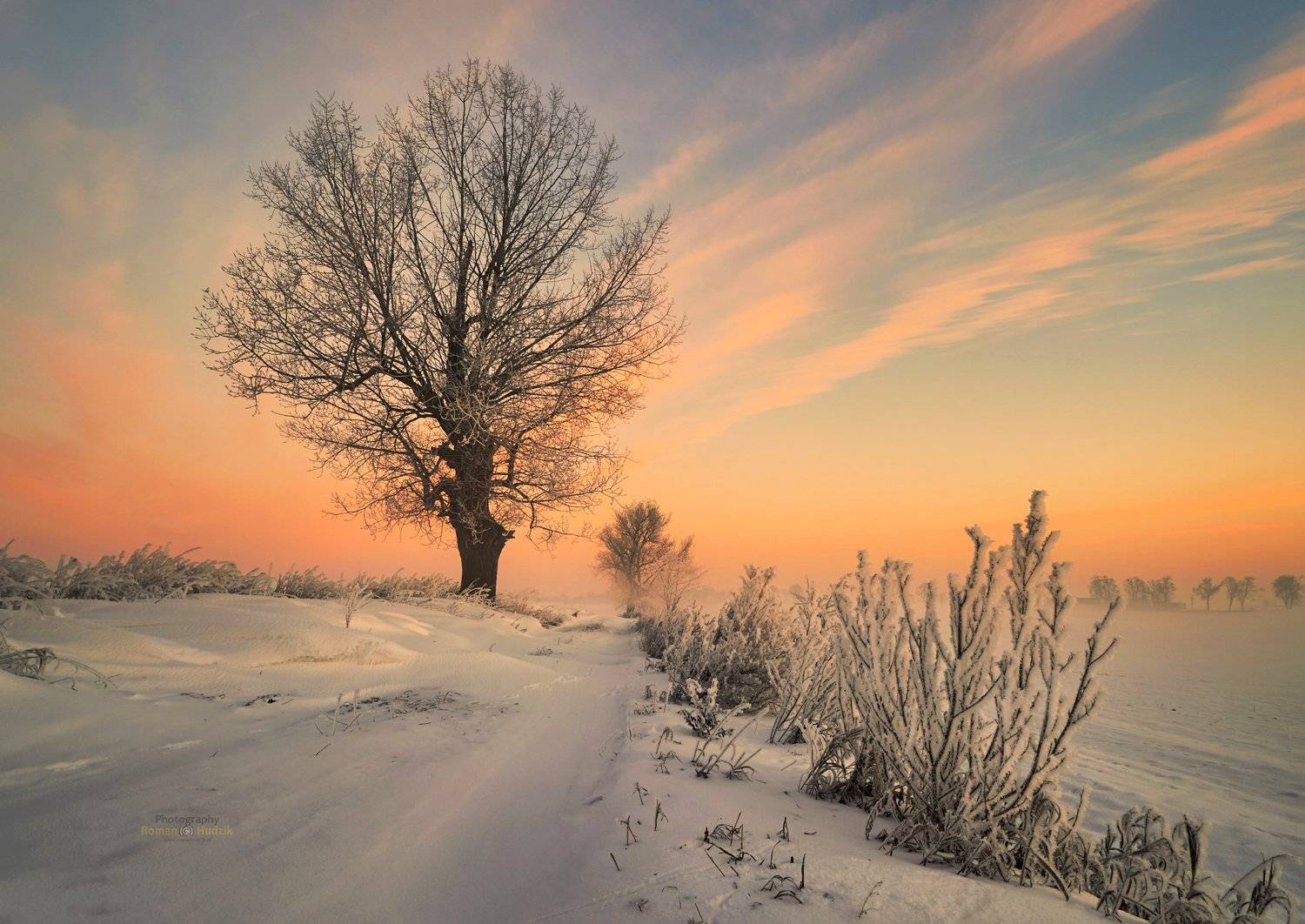Tree, landscape, sunrise, fog, nature, winter, Roman Hudzik
