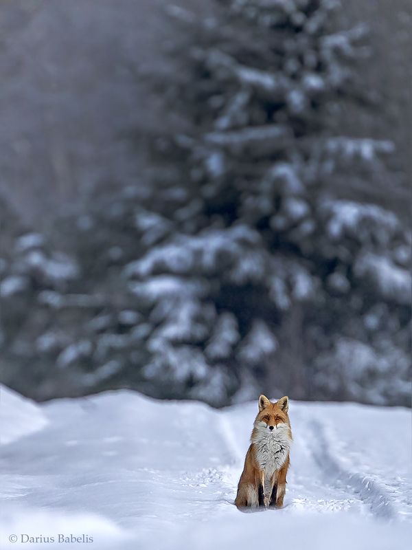 Лисица фото превью