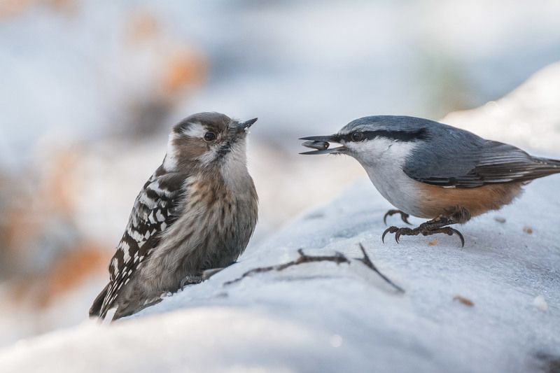 Предложение фото превью