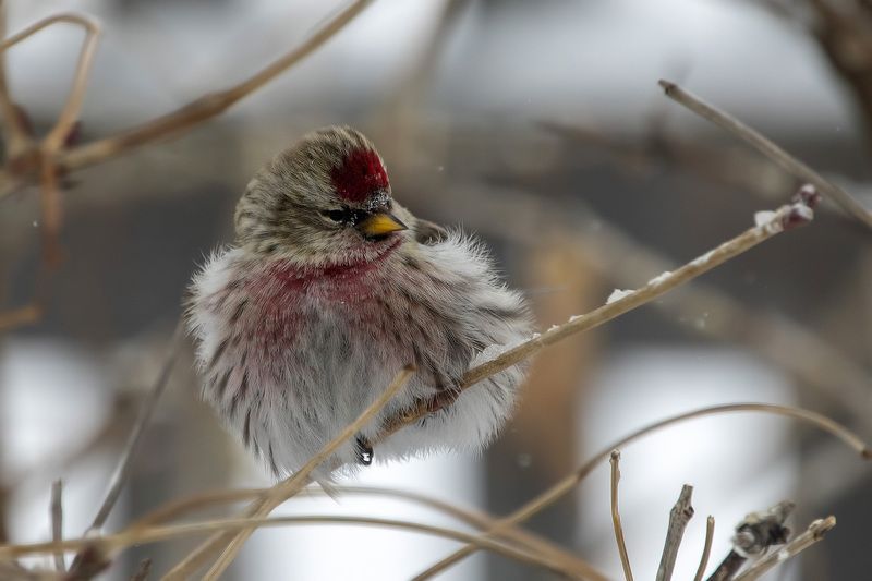 Обыкновенная чечётка фото превью