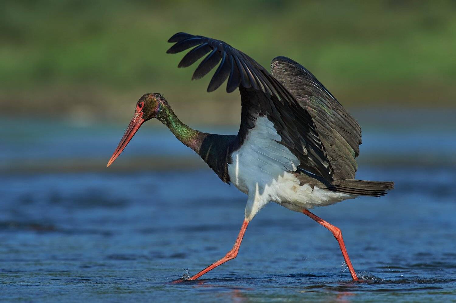 nature, wildlife, birds, Калин Ботев