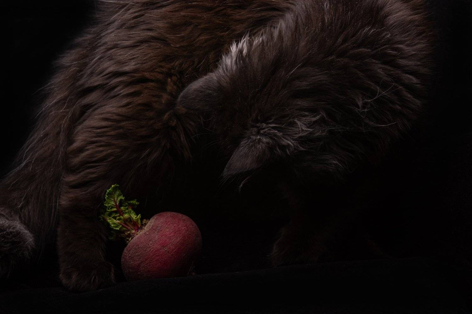 ,  Светослав Радков