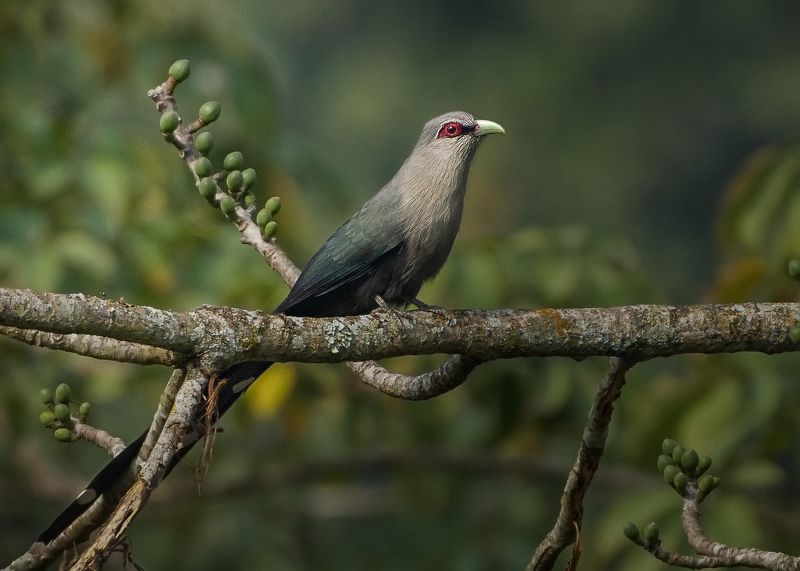 birds, bird, animal, wildlife, 2021, 2020, nature Green Billed Malkoha фото превью