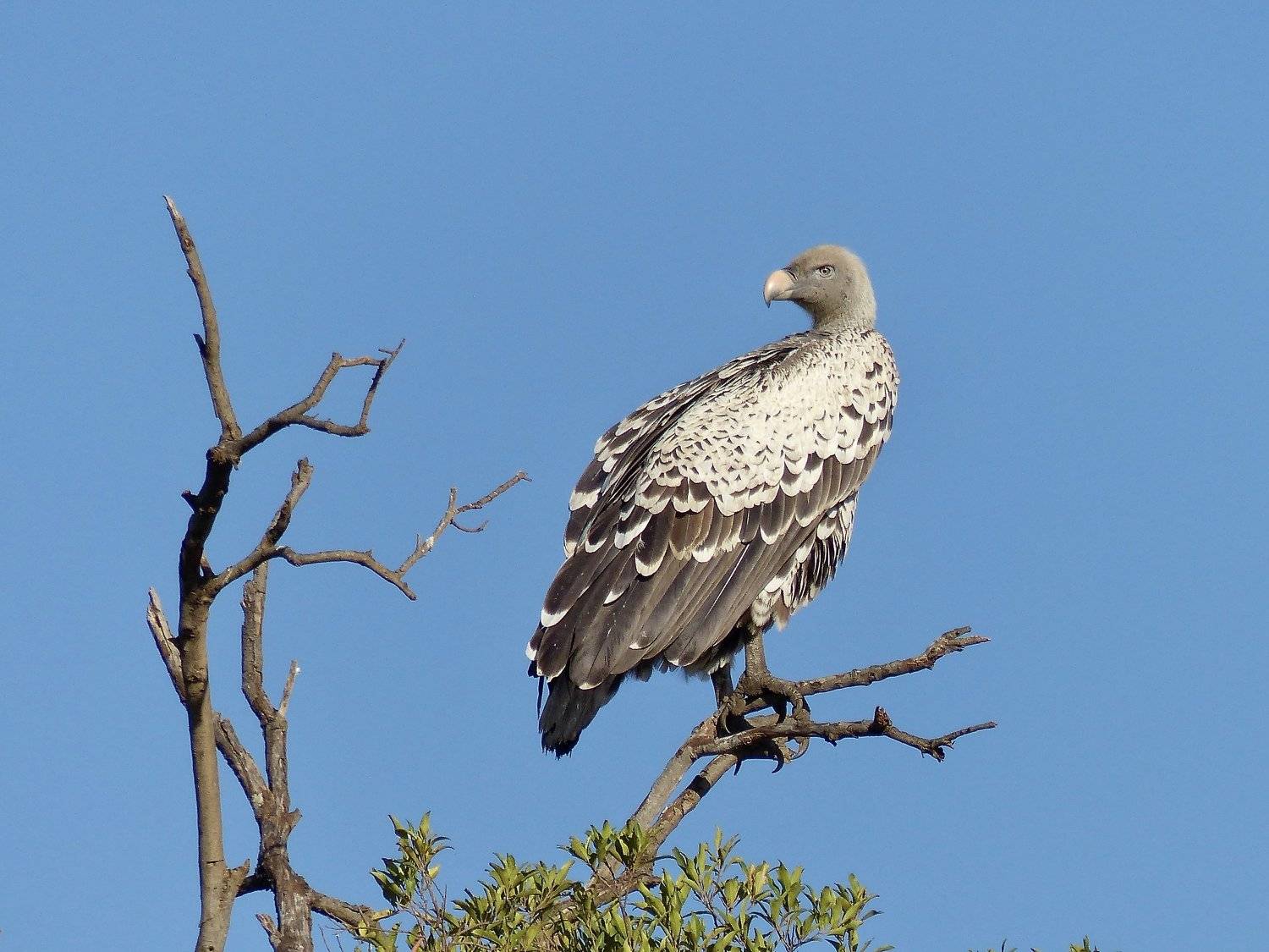 Animals, vulture, birds, fauna, Masai Mara, national park, Kenya, Africa, travel, tree, colors,, Svetlana Povarova Ree