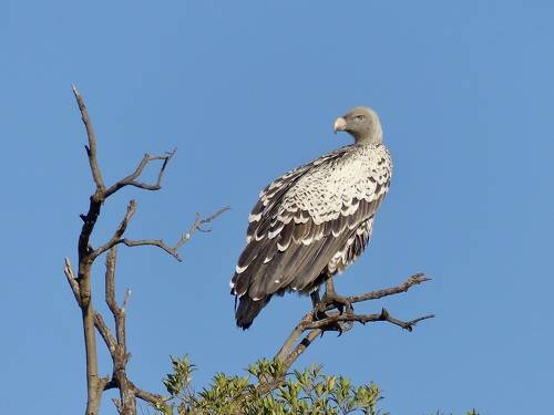 Перед охотой