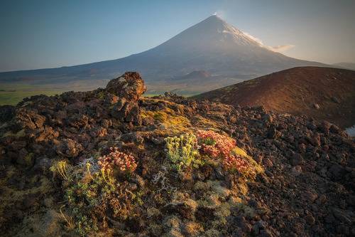 о формах жизни и смерти