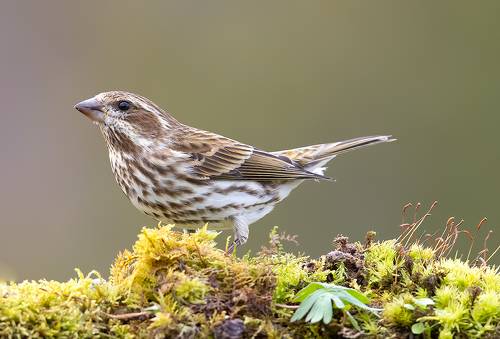 Female Purple finch - Пурпурная чечевица. cамка