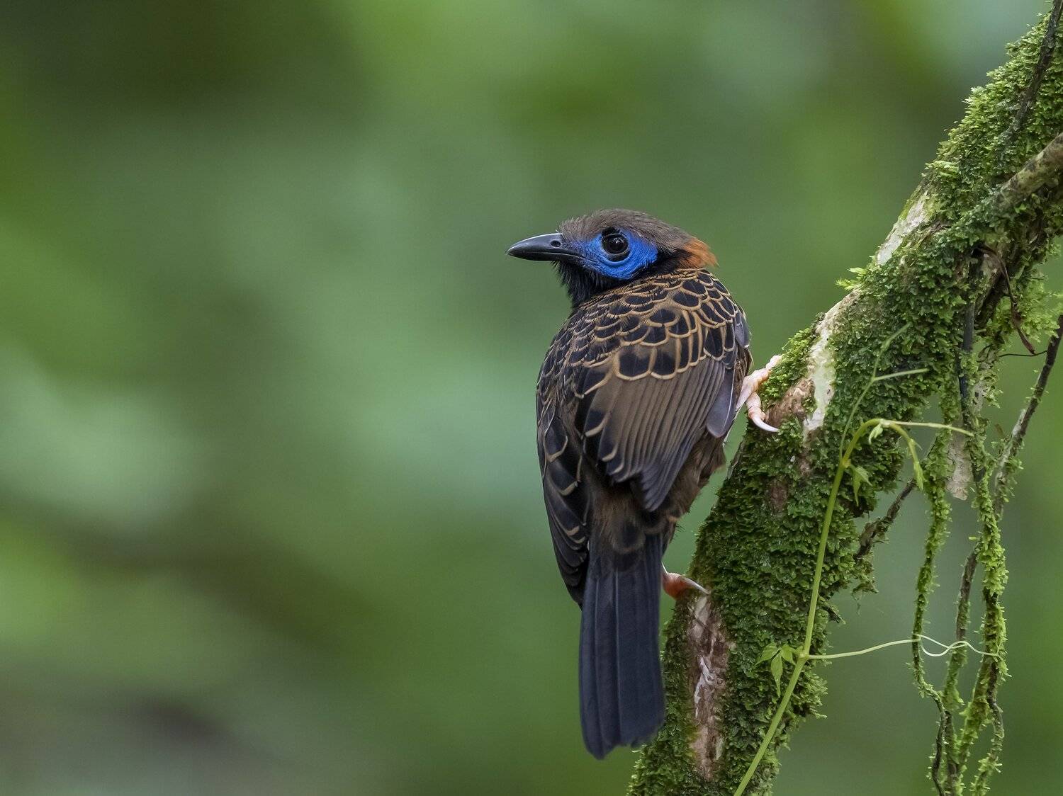 , Fernando Burgalin Sequeira