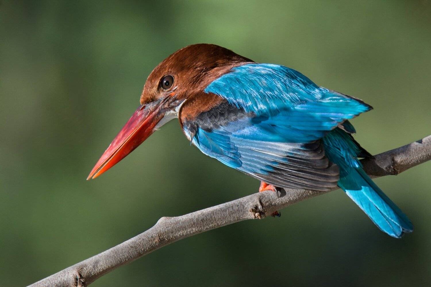 , Людмила Бекман