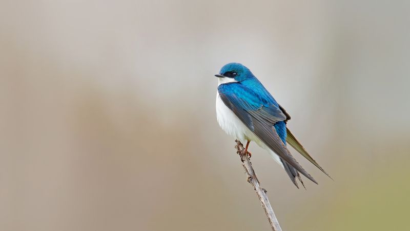 Древесная американская ласточка фото превью