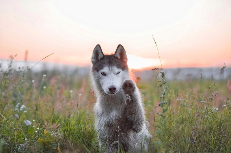 собака, dog, закат Закат в поле фото превью