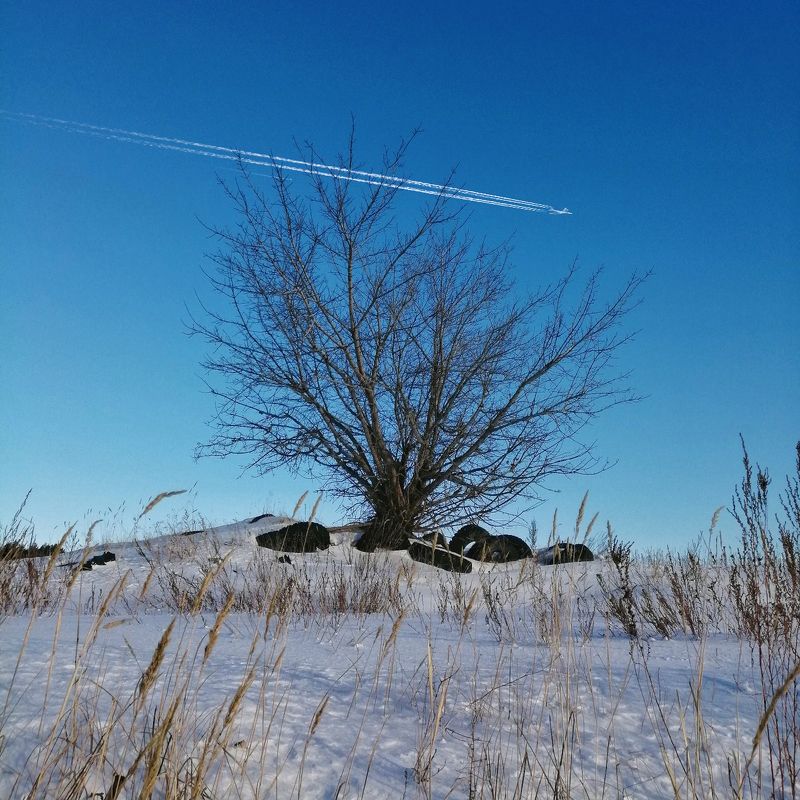 деревья Древо жизни фото превью