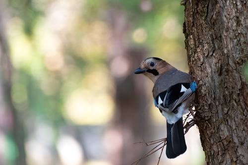 В зимние окна