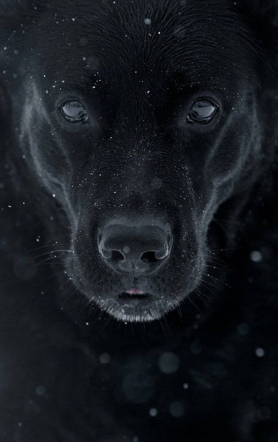 , Вера Константиновская