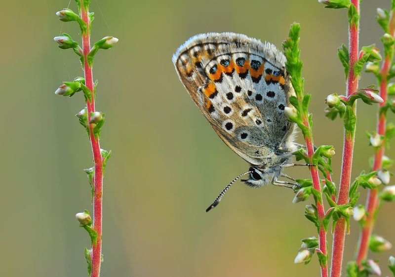 В утренних лучах солнца :) фото превью