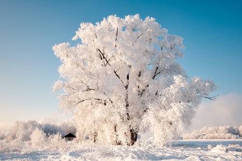 Деревенские мотивы.