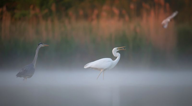 czaple фото превью