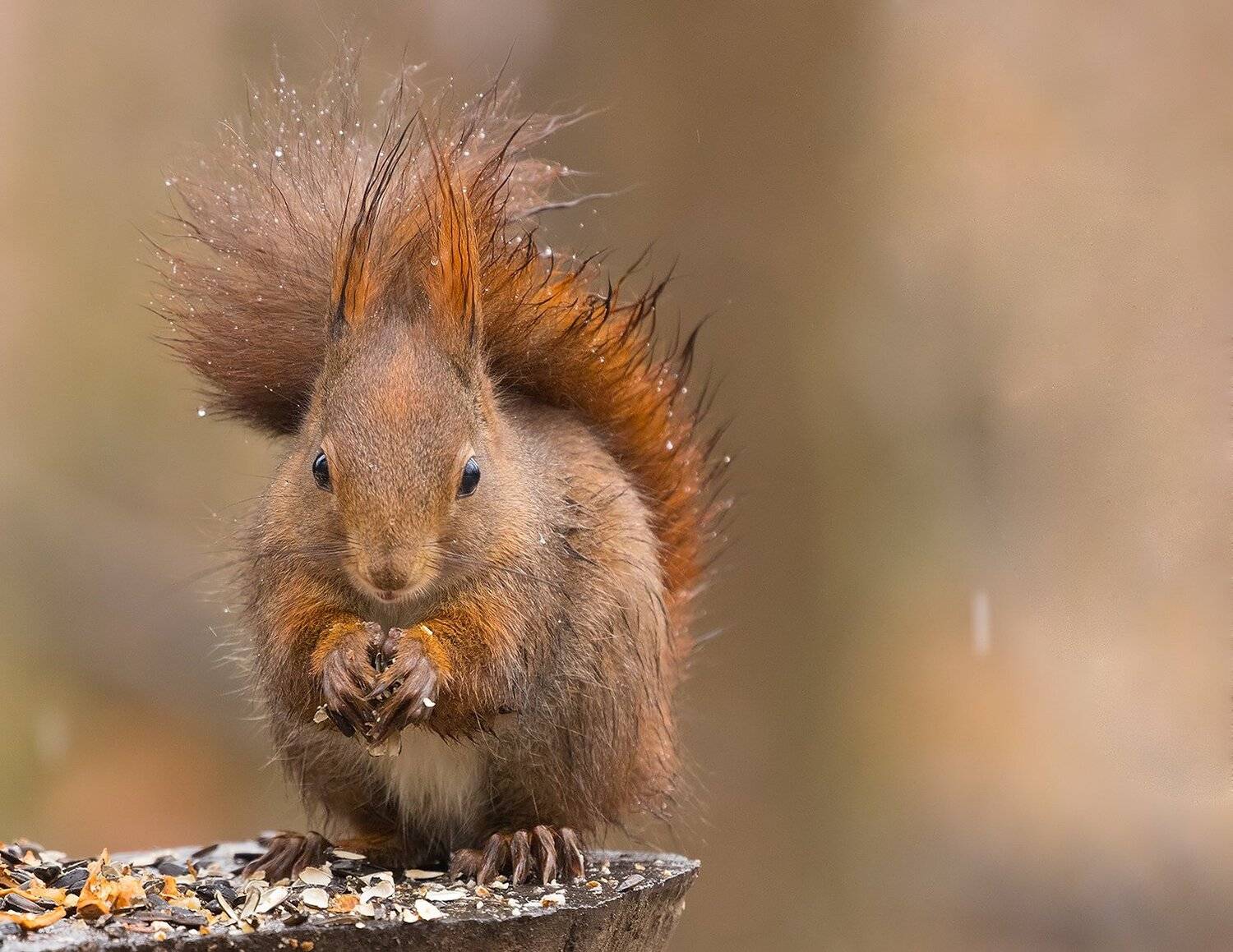 , Robert Adamec