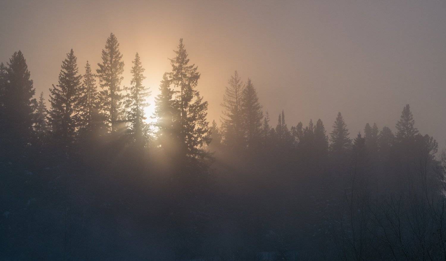 , Андрей Хаймин
