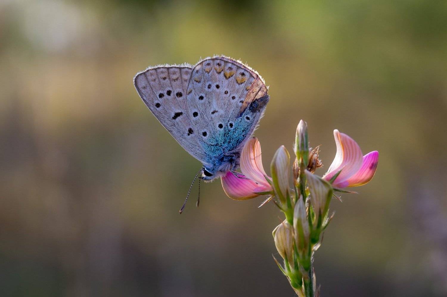 wildlife, insects,butterfly, насекомые, бабочка, common blue, Алексей Юденков
