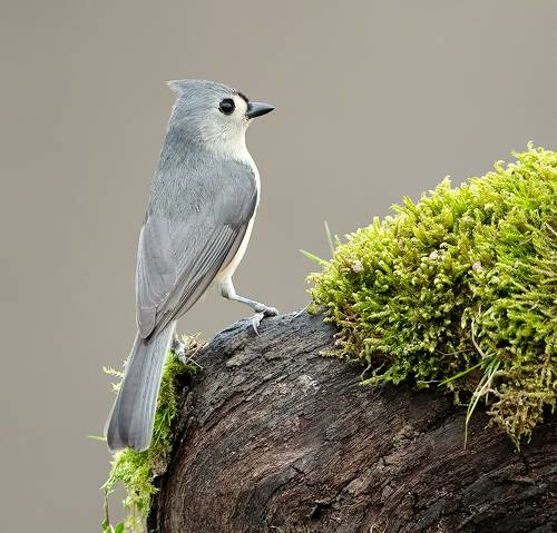 Tufted Titmouse -Острохохлая синица