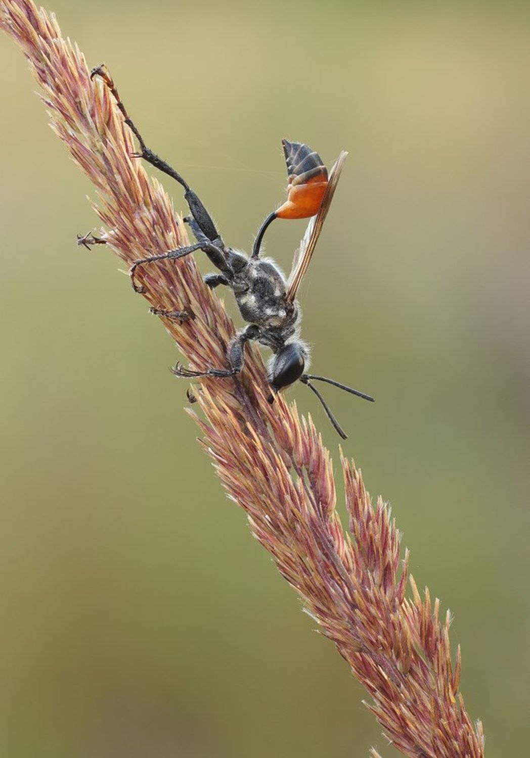Оса, Чепленко Алексей