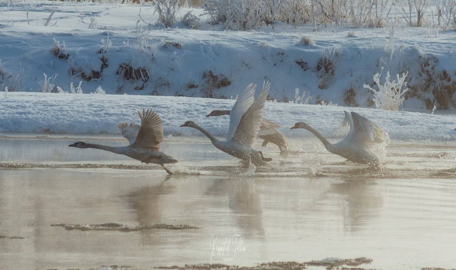 Winter, water, light, snow, river, birds, frost, morning, nikon, nature, fog, swans, landscape, gwda, Krzysztof Tollas