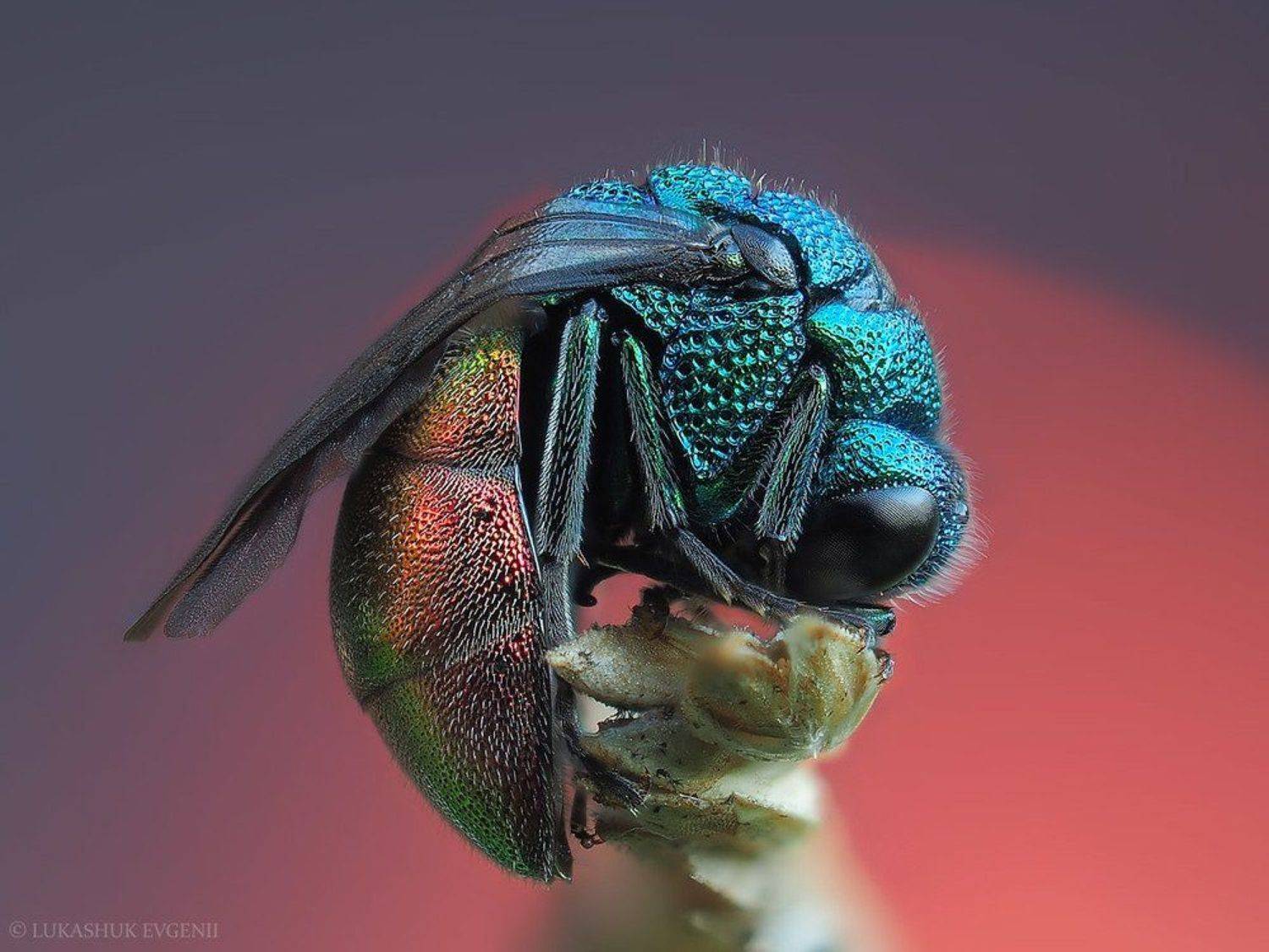 , Евгений Лукашук