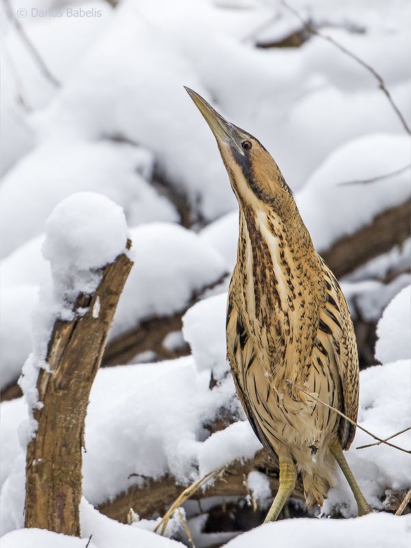 Большая выпь фото превью