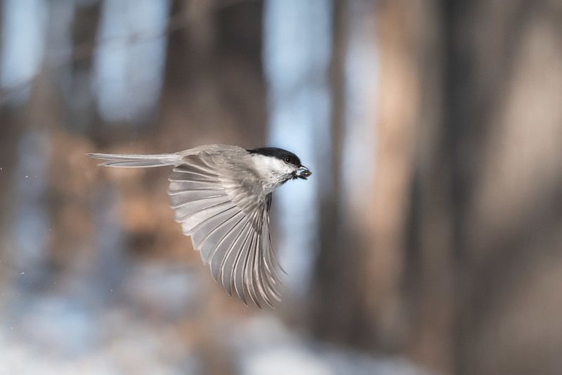 *** фото превью