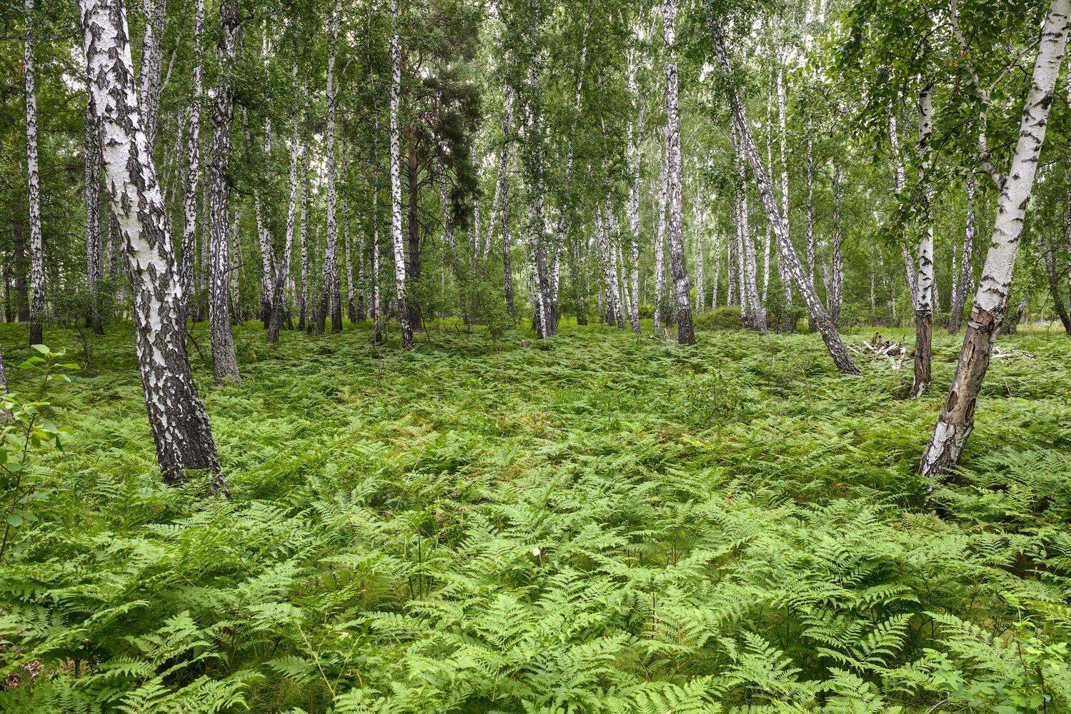 Зауралье Шадринск папортоник, Кутыгин Эдуард