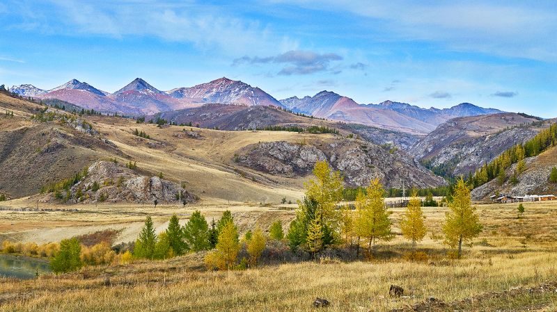 пейзаж,горы, деревья, Горный Алтай.  Новое- хорошо забытое старое!  фото превью