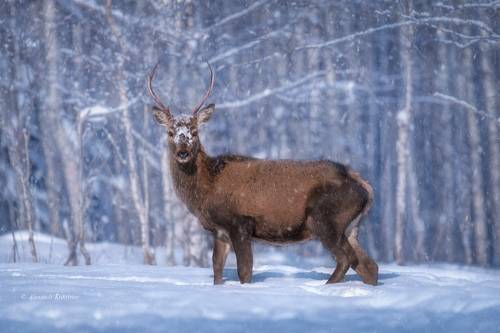 Припудрить носик... )