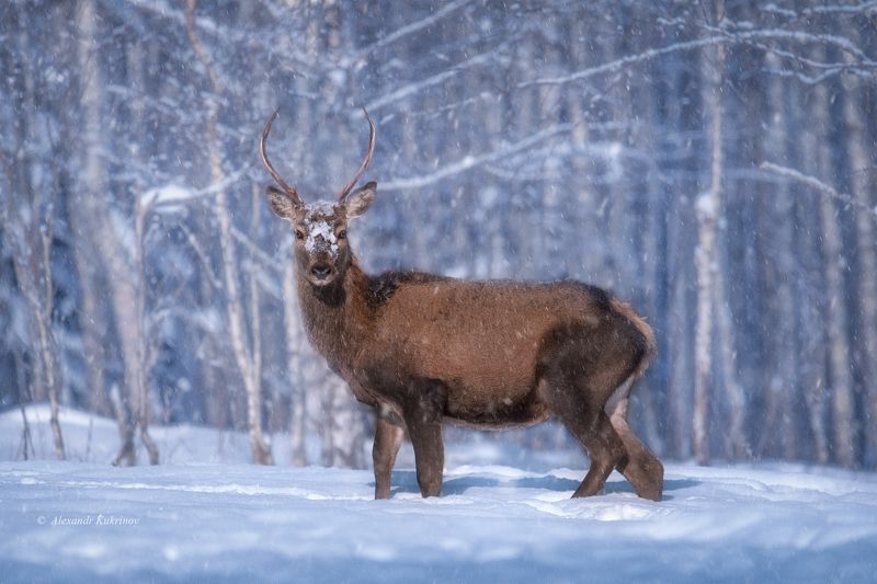 Припудрить носик... ) фото превью