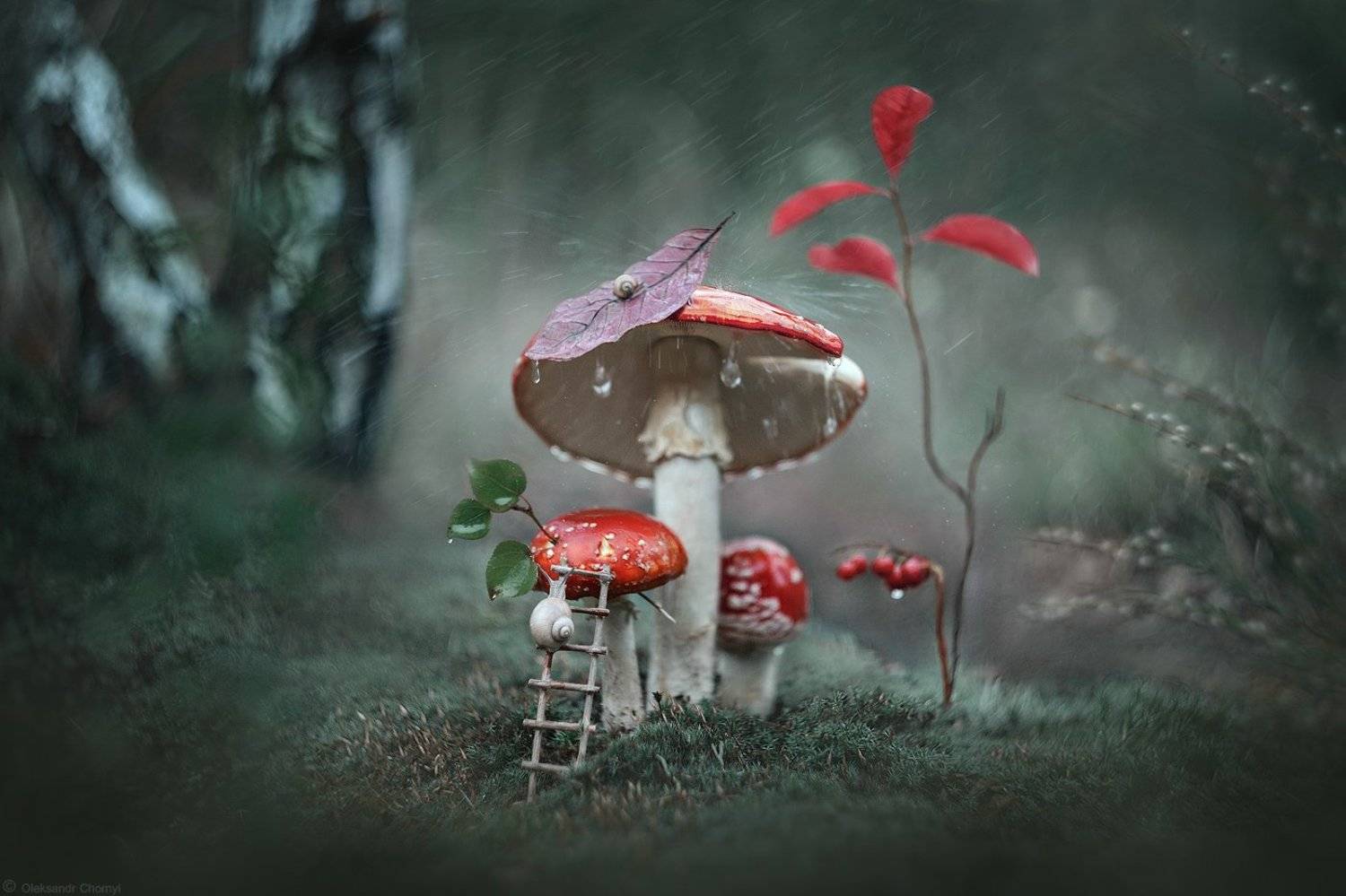 украина, коростышев, лес, мухомор, макро истории, макро мир, macro world, улитка, волшебство, сказка, вдохновение, дождь, гармония, тишина, безмолвие, осознанность, фотограф, чорный, Александр Чорный