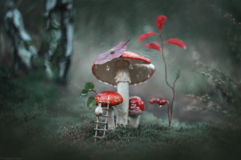 украина, коростышев, лес, мухомор, макро истории, макро мир, macro world, улитка, волшебство, сказка, вдохновение, дождь, гармония, тишина, безмолвие, осознанность, фотограф, чорный \