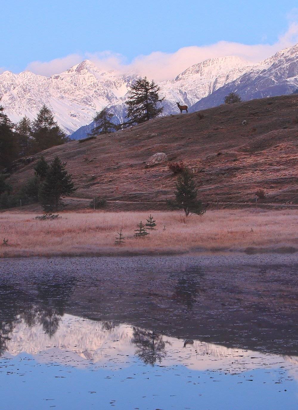 swiss, Матвеев Николай