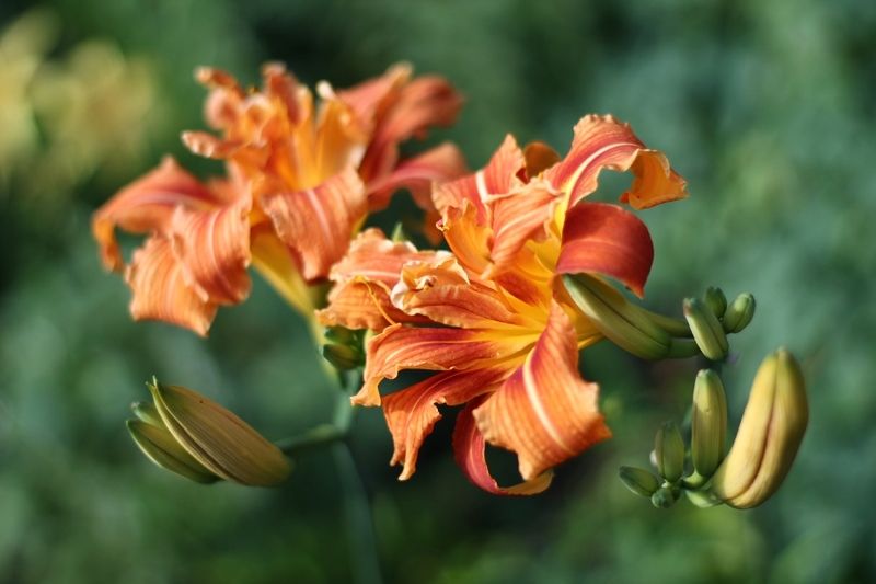 цветы, лето, лилейник Кудрявый лилейник фото превью