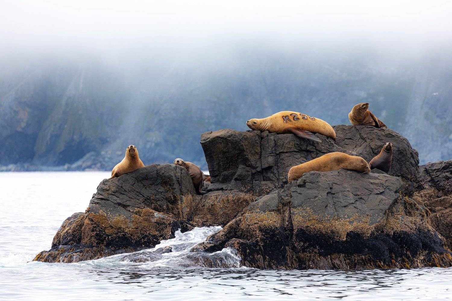 сивучи , Евгения Кирпиченкова (Клипп)