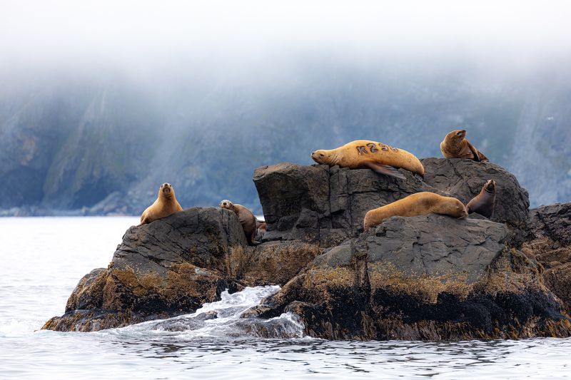 сивучи  Контроль фото превью