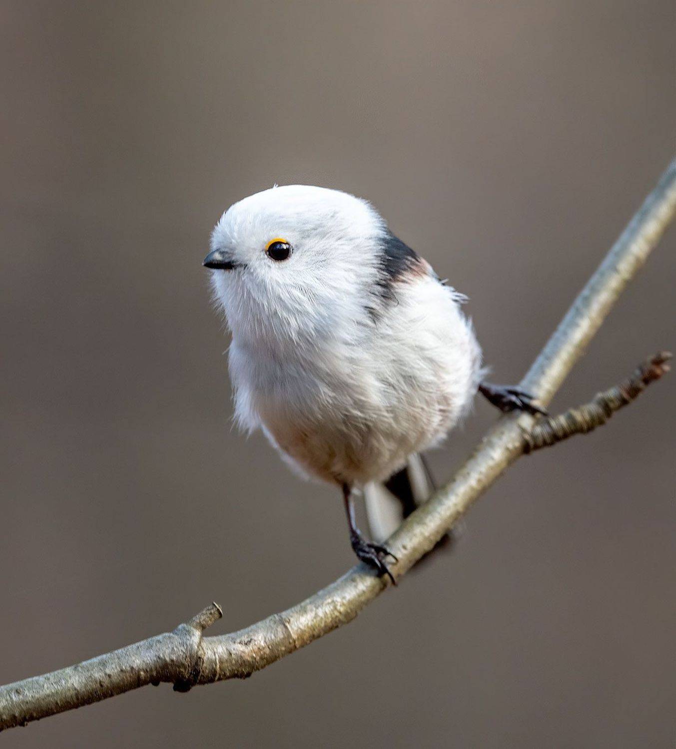 , Евгений Бушков