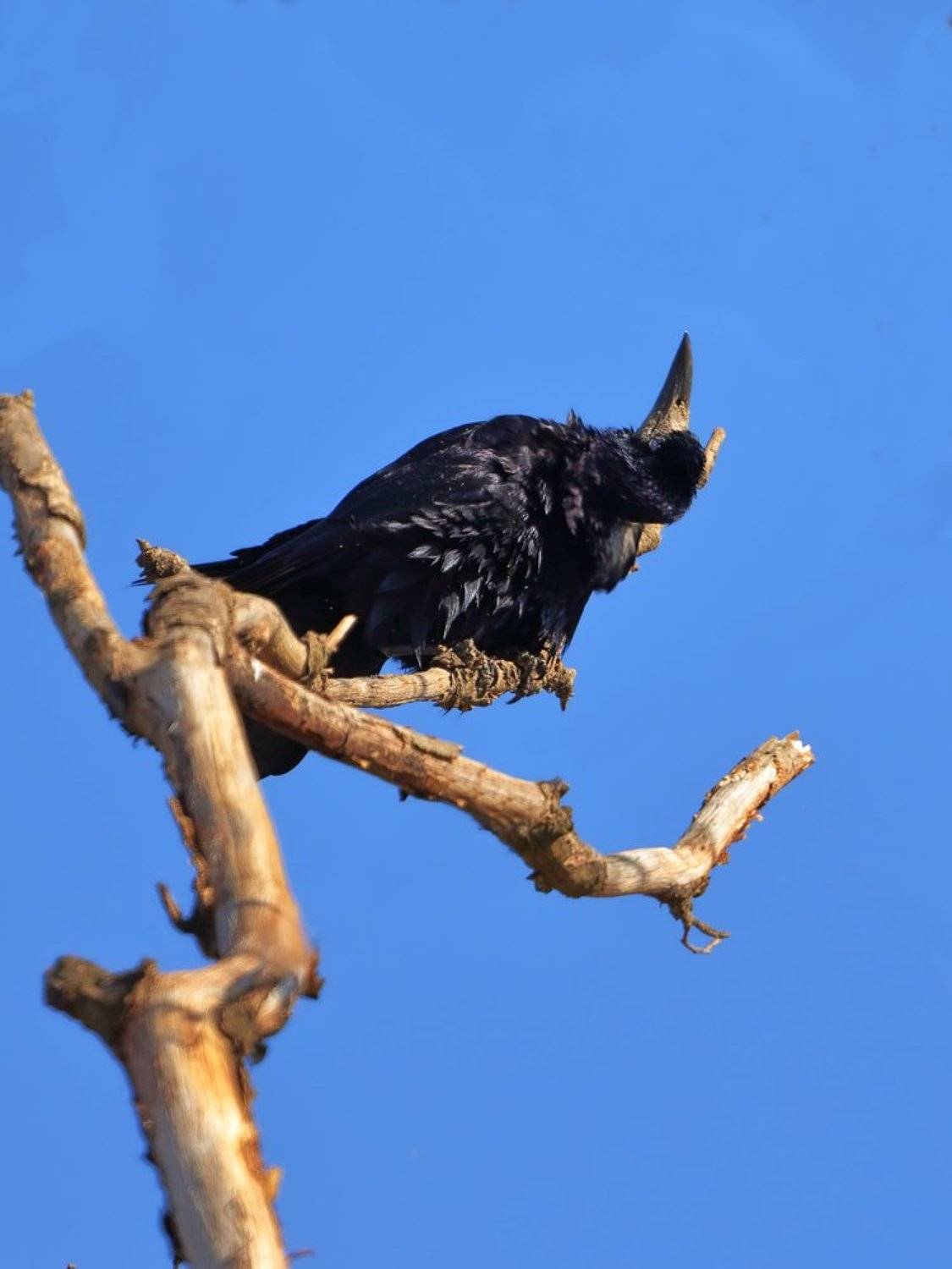 , Георги Славов