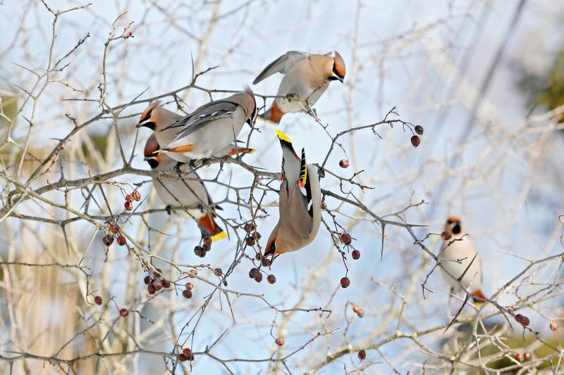природа, птицы, свиристели Свиристели фото превью