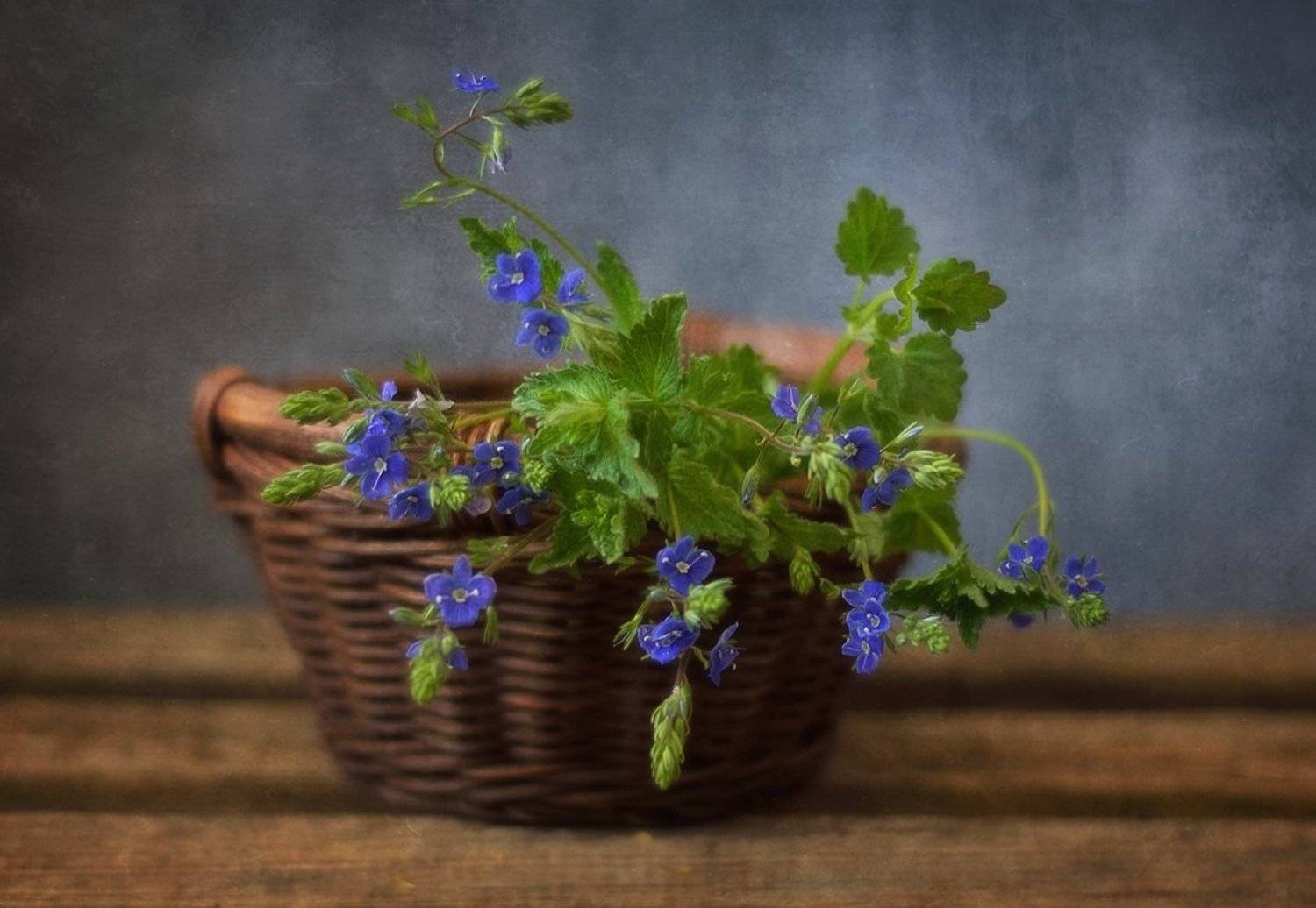 натюрморт,цветы,лето,вероника, Наталия К