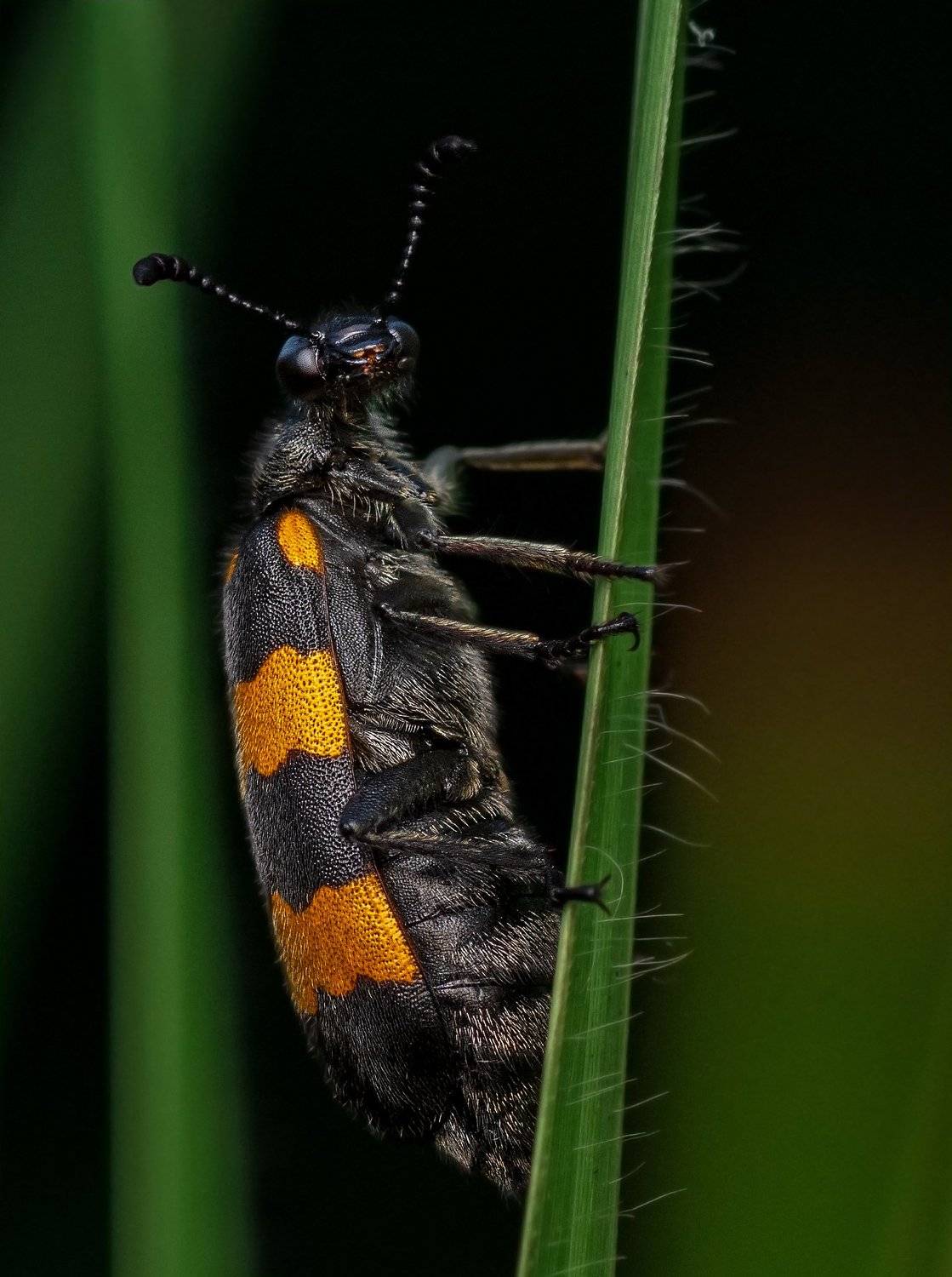 birds, bird, animal, wildlife, 2021, 2020, nature, macro, insect, Pinak Paul