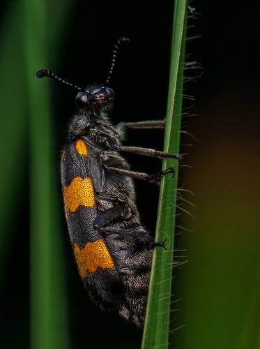 Blister Beetle