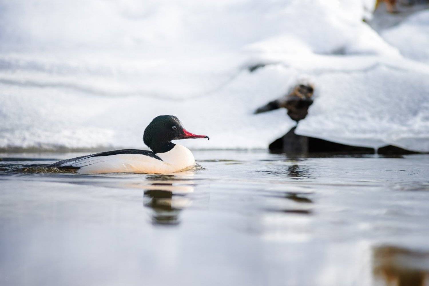 common merganser, дикая природа, Ergus Merganser, wildlife, Wojciech Grzanka