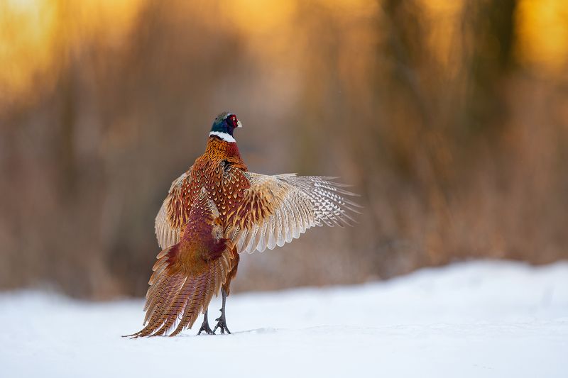 Morning gimnastic фото превью