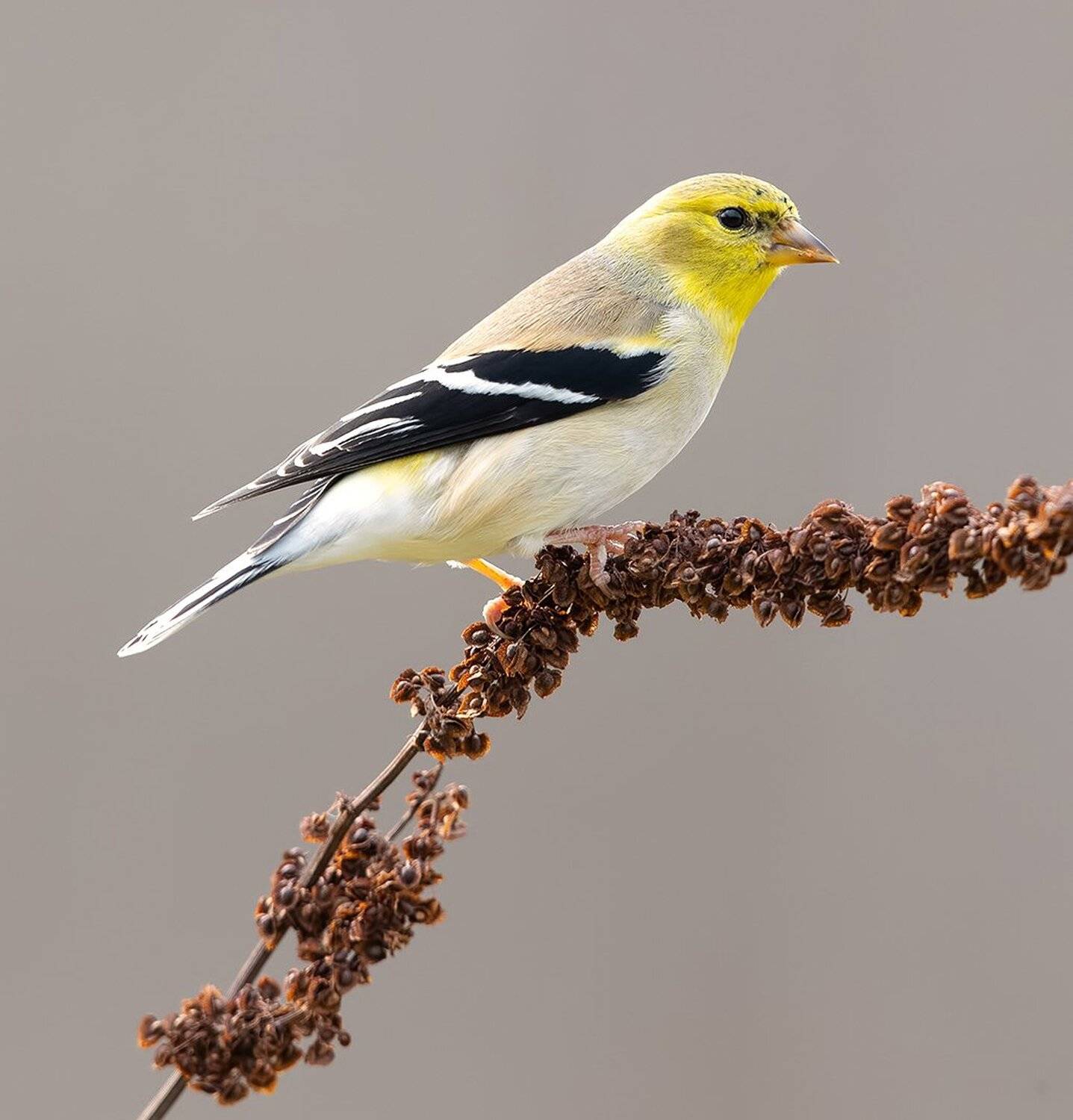 american goldfinch, американский чиж, чиж, Elizabeth Etkind