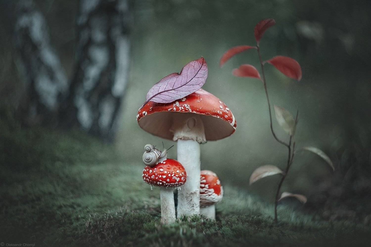 украина, коростышев, лес, мухомор, макро истории, макро мир, macro world, улитка, дружба, любовь, жизнь, волшебство, сказка, вдохновение, дождь, гармония, тишина, безмолвие, осознанность, фотограф, чорный, Александр Чорный